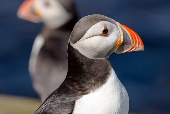 staple island pair of puffins a