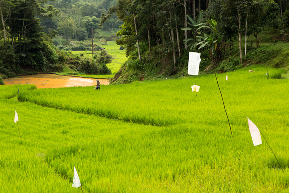 landscape rice (3)