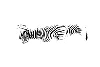 Zebras 3