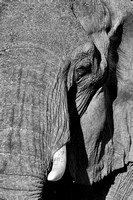 Desert elephants in Damaraland 4