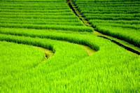 Rice Terraces (6)