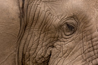 okavango delta elephant