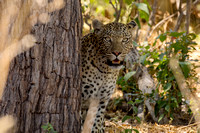 Moremi Reserve leopard