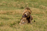lions mating 3