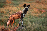 wild dogs of the okavango