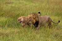 lions mating 4