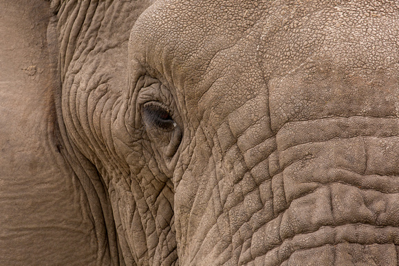 okavango delta elephant
