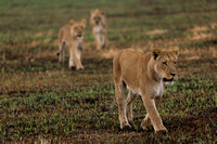 Lions hunting at Savute Game Reserve