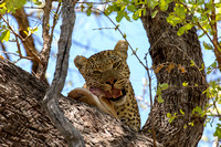 Moremi Reserve leopard