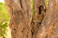 cheetah climbing