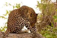 leopard preening
