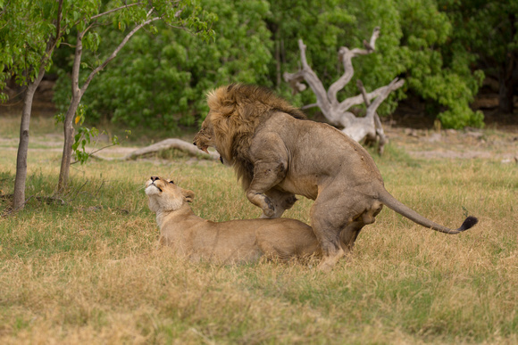 lions mating 2