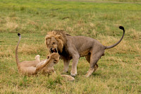 lions mating 1