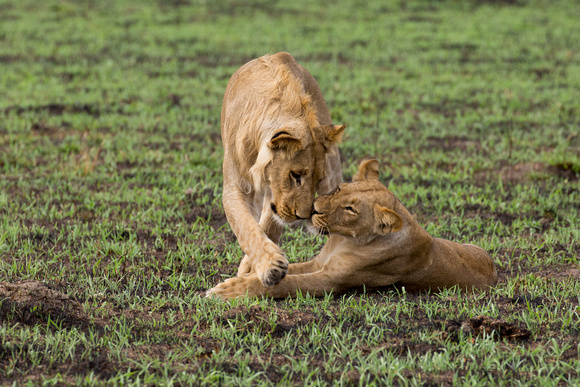 Lion hunt at Savute Game Reserve