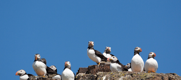 panorama of puffins