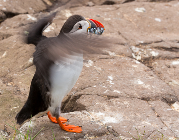 puffin taking off 2