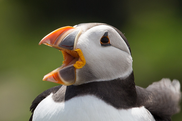 puffin with mouth open 2