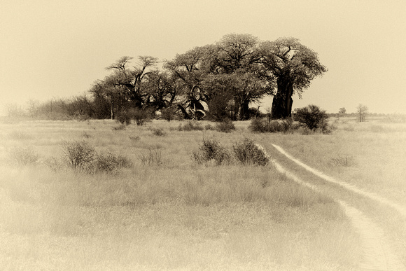 baobabs (4)