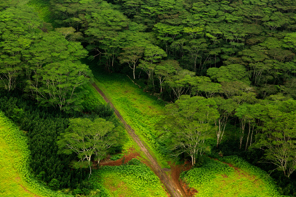 Kauai - Forest