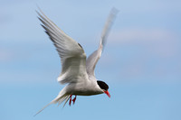 artcic tern in flight 2