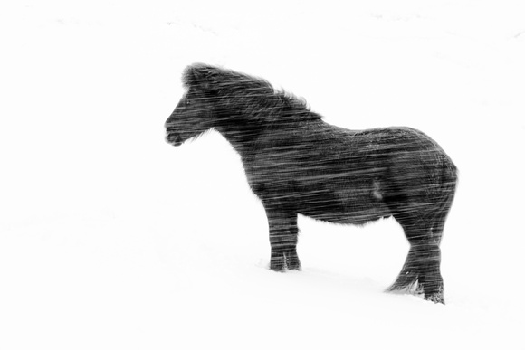 Icelandic horse in a snowstorm