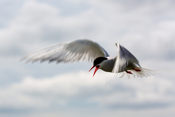 artcic tern in flight