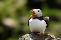 puffin with mouth open