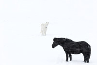 Icelandic horses in a snowstorm