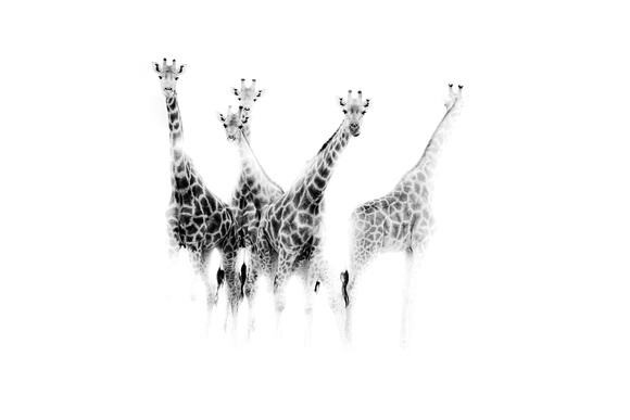 Giraffes at Etosha National Park