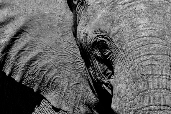 Desert elephants in Damaraland 3