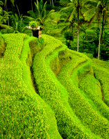 Rice Terraces (3)