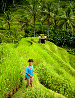 Rice Terraces (4)