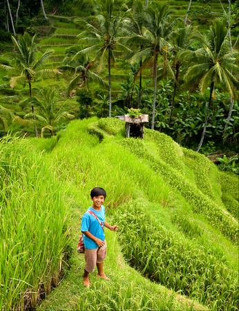 Rice Terraces (4)