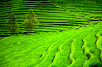 Rice Terraces (2)