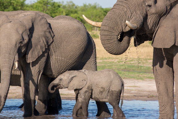 elephants of the okavango
