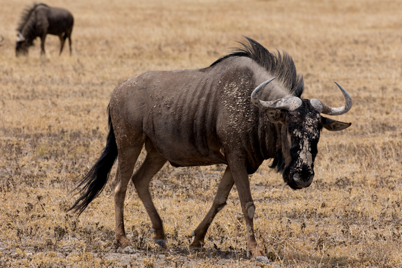 Nxai Pan Park wildebeests