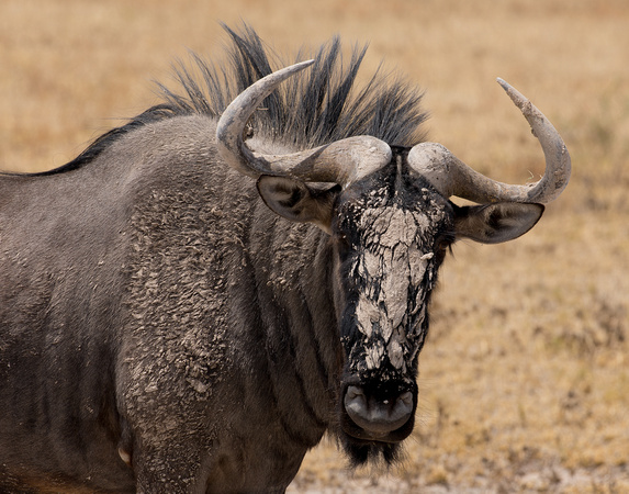 Nxai Pan Park wildebeest