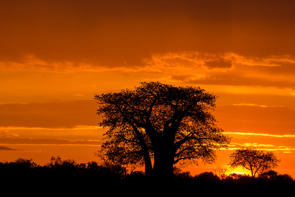 Okavango Delta Sunrise