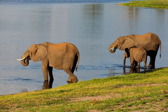 elephants at chobe national park