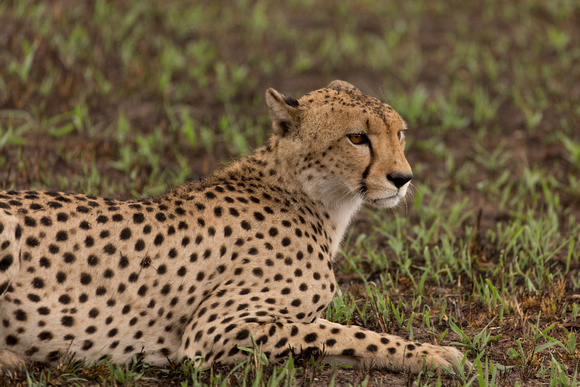 Savute Cheetah