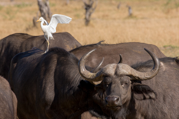 okavango delta water buffalo