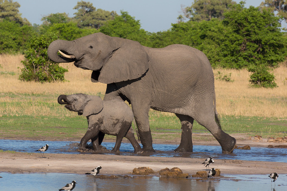 elephants of the okavango