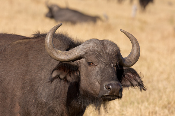 okavango delta water buffalo
