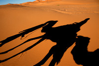 Saharan Camel Rider