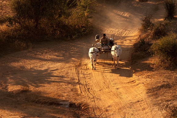Bagan Bullock Carts