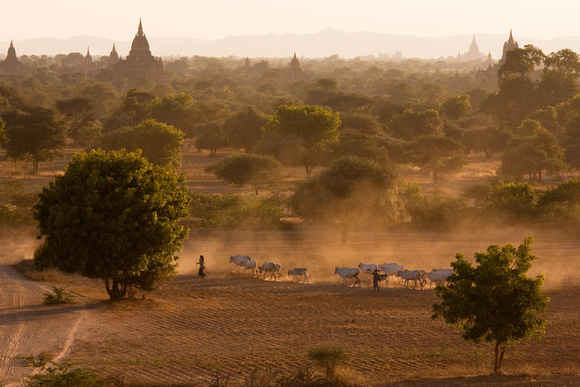 Herding cows by Pyathardargyi  Temple in Bagan