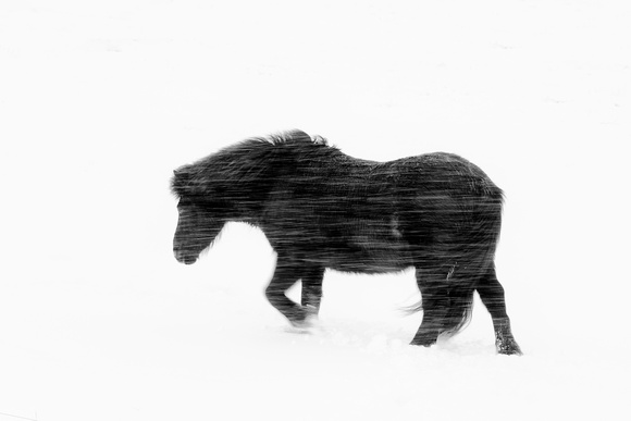 Icelandic horse in a snowstorm