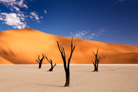 Dead Vlei Camel Thorns 9