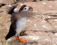 puffin taking off 2