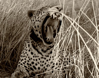 Leopard at Okonjima 3